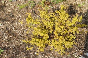 スピレア　ゴールドマウント春の芽吹きにこの黄色がまぶしい