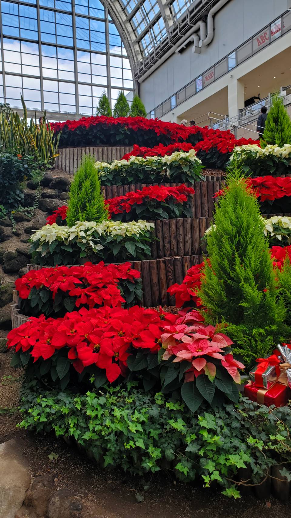 ポインセチア　セール！