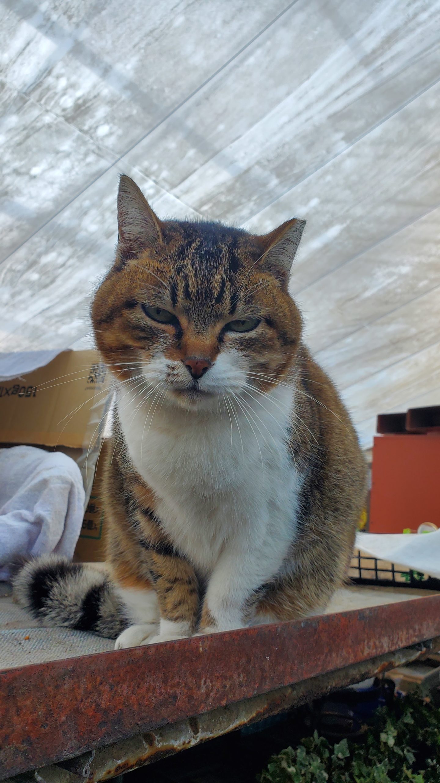 2026年もよろしくお願いします！