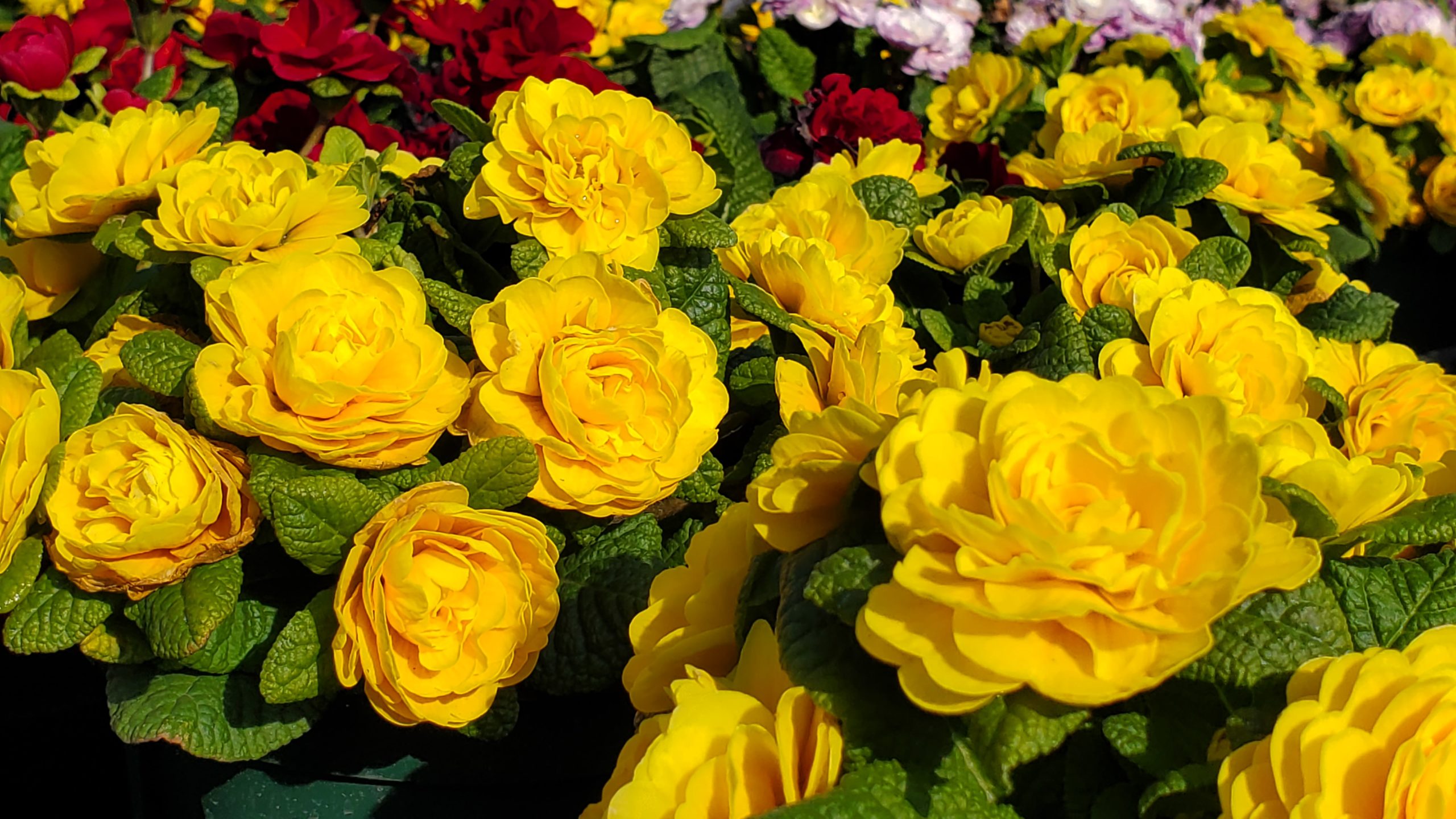 2026シーズン もうすぐです!