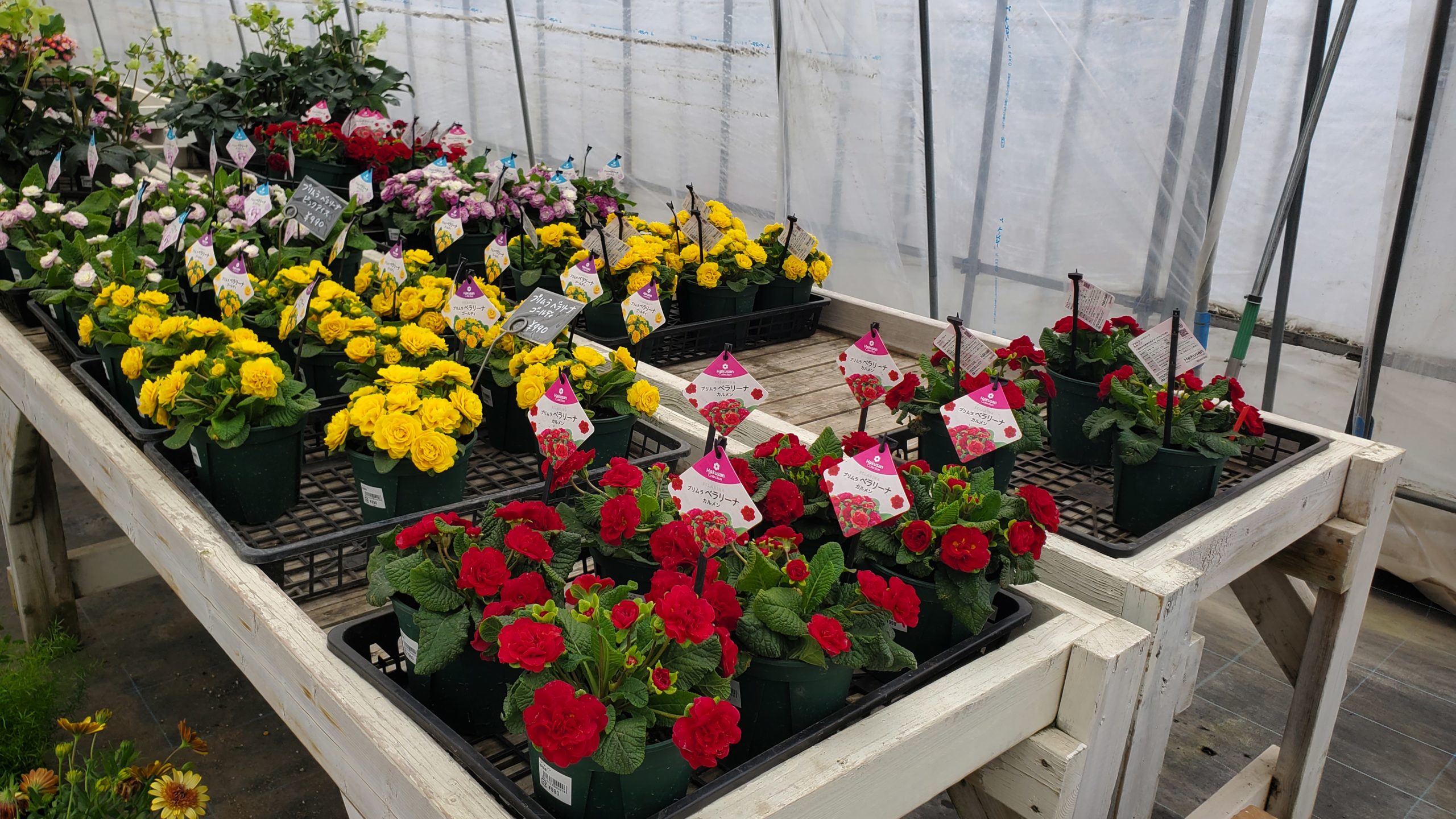 2026シーズン オープン日程